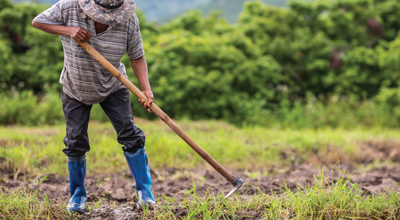 A male farmer who is using a shovel to dig the soil in his rice fields.